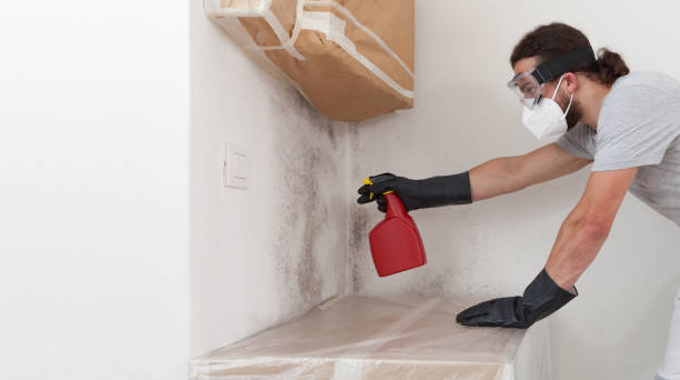 Professional Basement Mold Remediation technician working in South Fork, PA