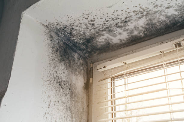 Affordable Basement Mold Remediation solutions in South Fork, PA
