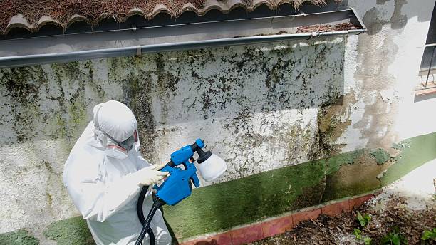 Top rated local Basement Mold Remediation specialists in South Fork, PA